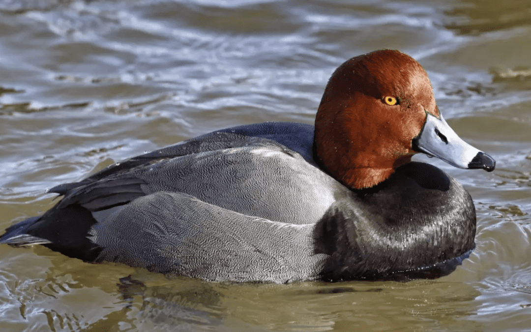 Michigan’s weird winter ducks and how to spot them